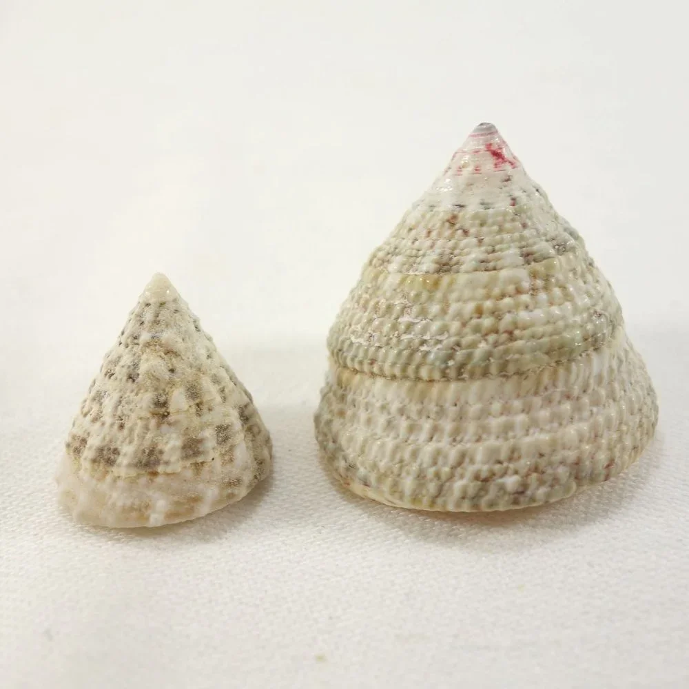 Natural Sea‎ Snail Shells Set of 2 Crafting Nautical Beach Decor Seashells